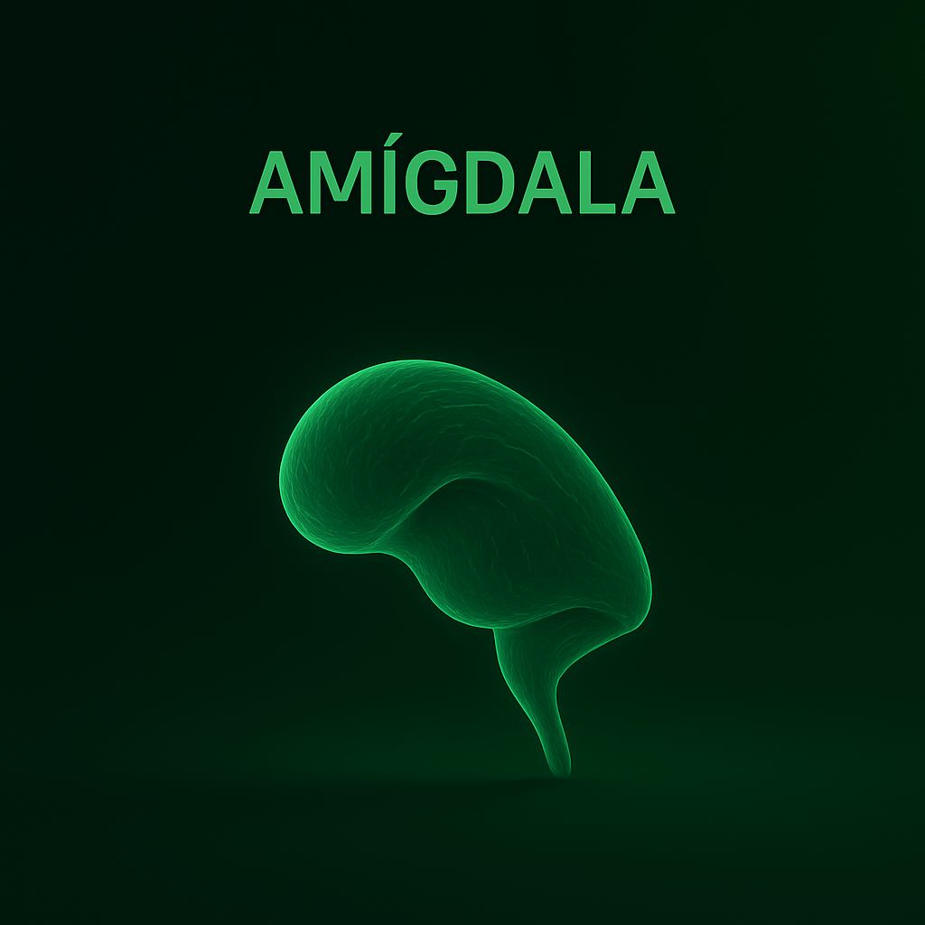 amigdala